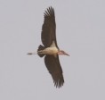 /album/photo-gallery-homepage/adjutant-stork-jpg/
